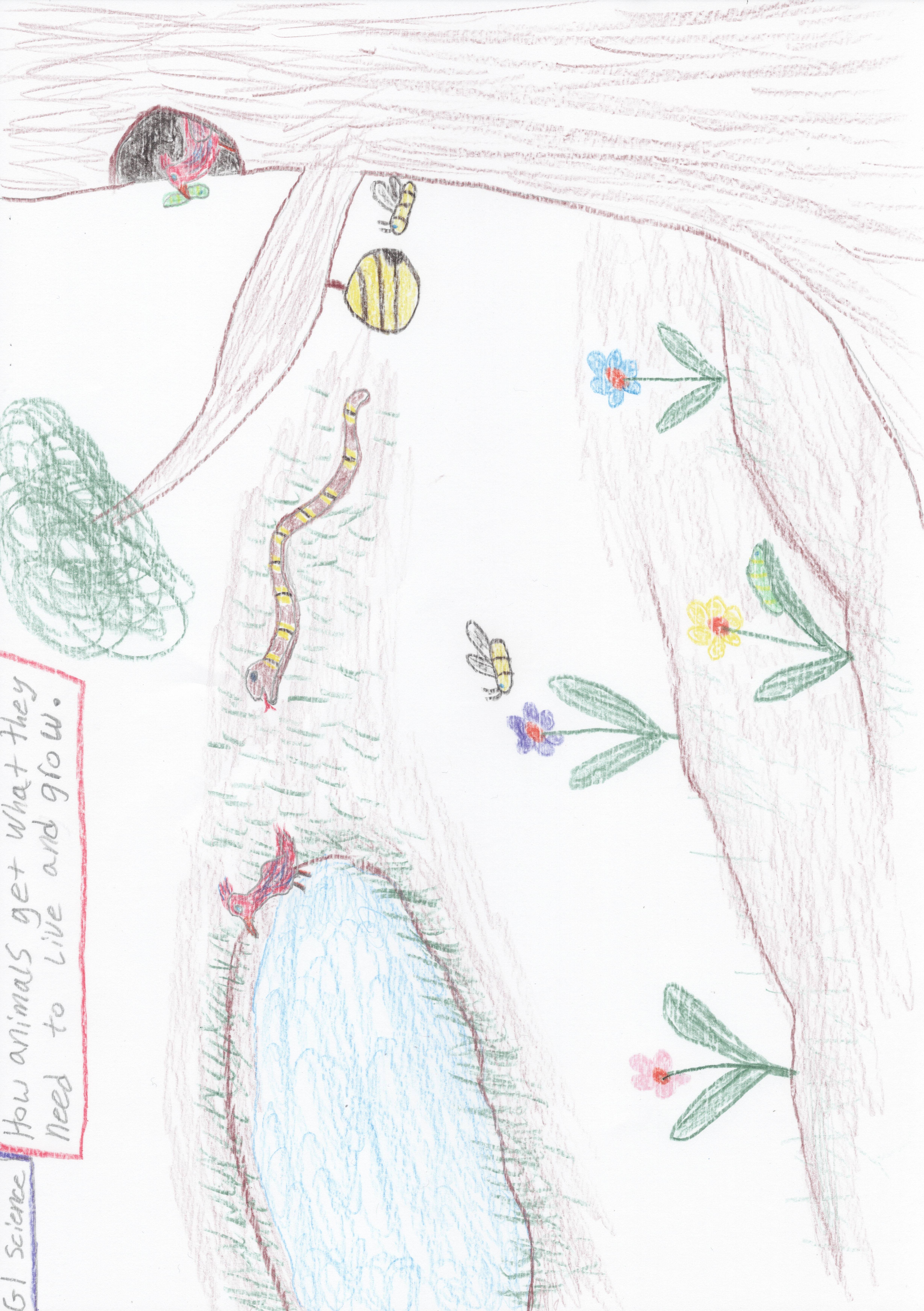 How animals get What they need to live and grow?